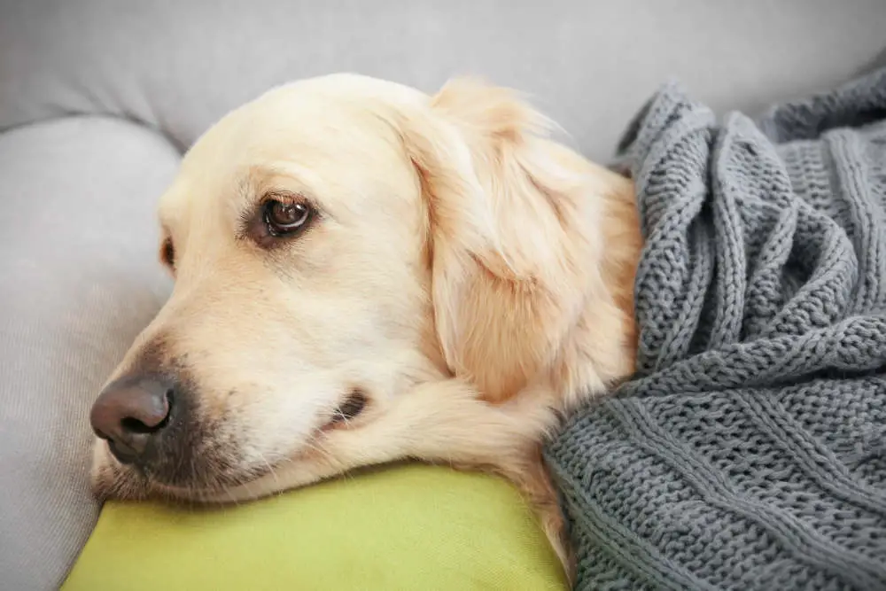 Sad Golden Retriever under blanket