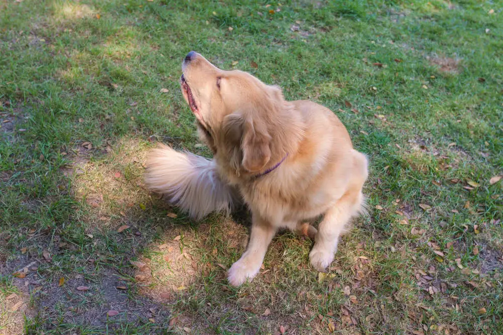 Golden Retriever scratching