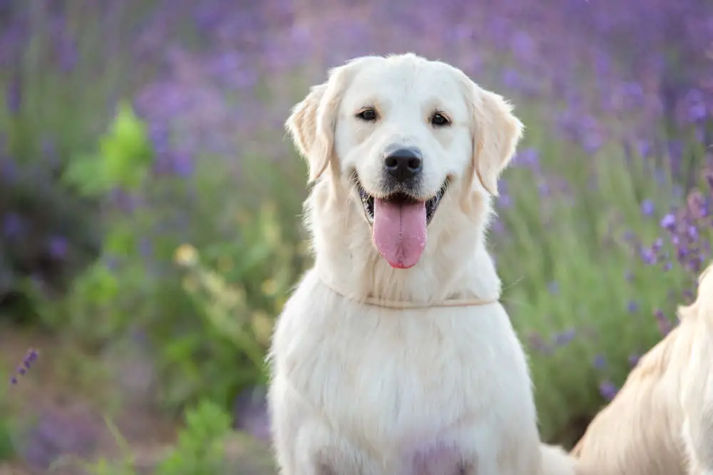 Golden Retriever smiling in field