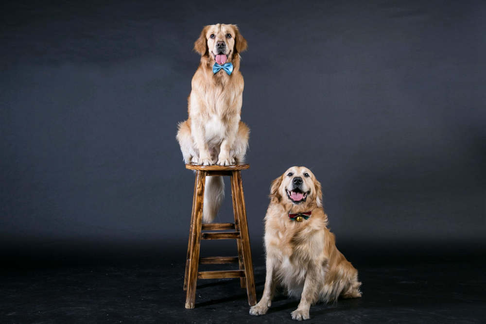 Golden Retrievers at a photoshoot