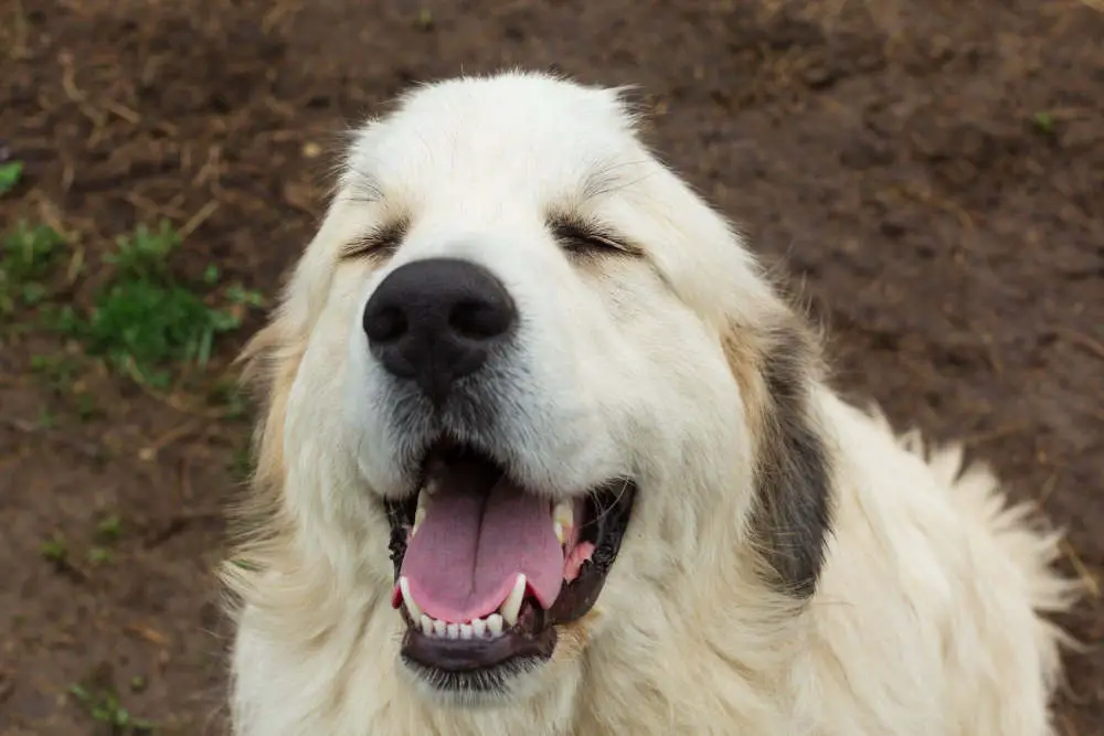 Great Pyrenees smiling and happy