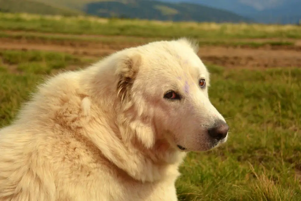 Great Pyrenees