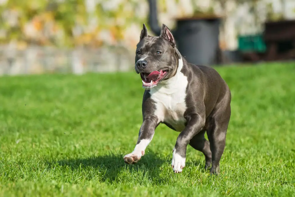 Happy Pitbull running