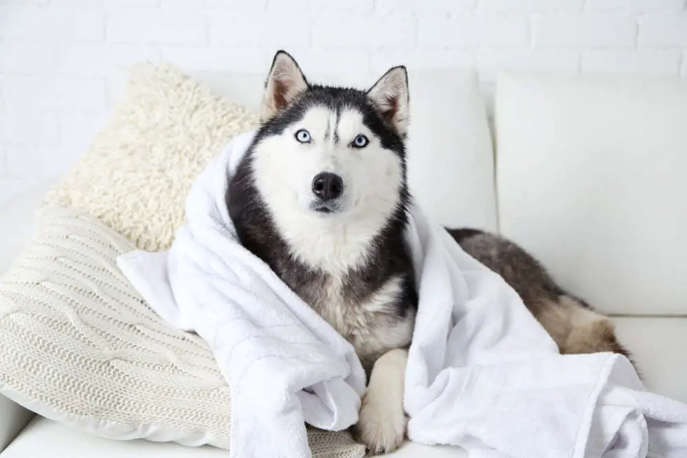 Husky with towel after bath