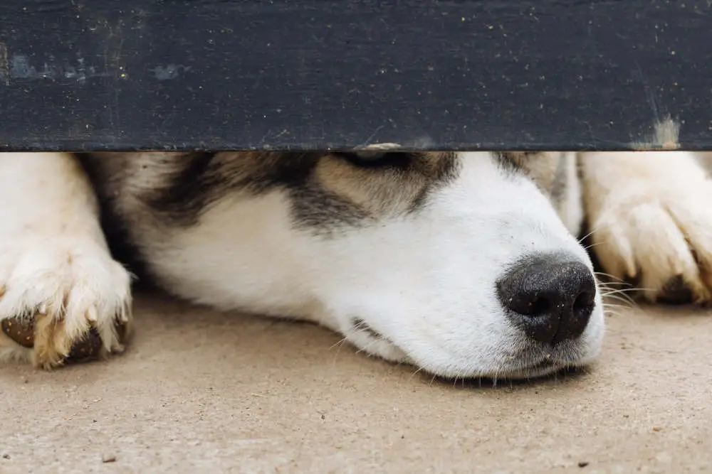 Husky hiding underneath because he's embarrassed