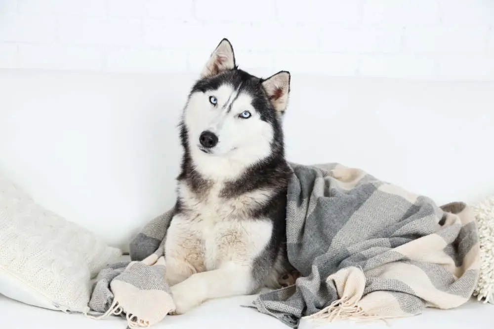 Husky on couch with blanket