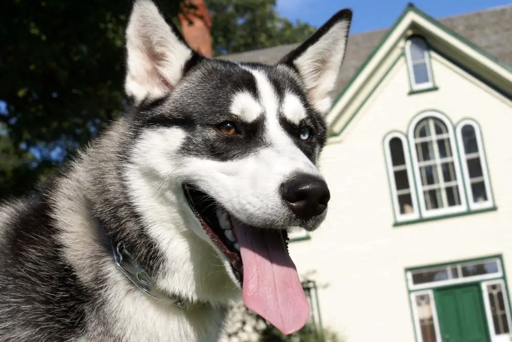 Husky outside house