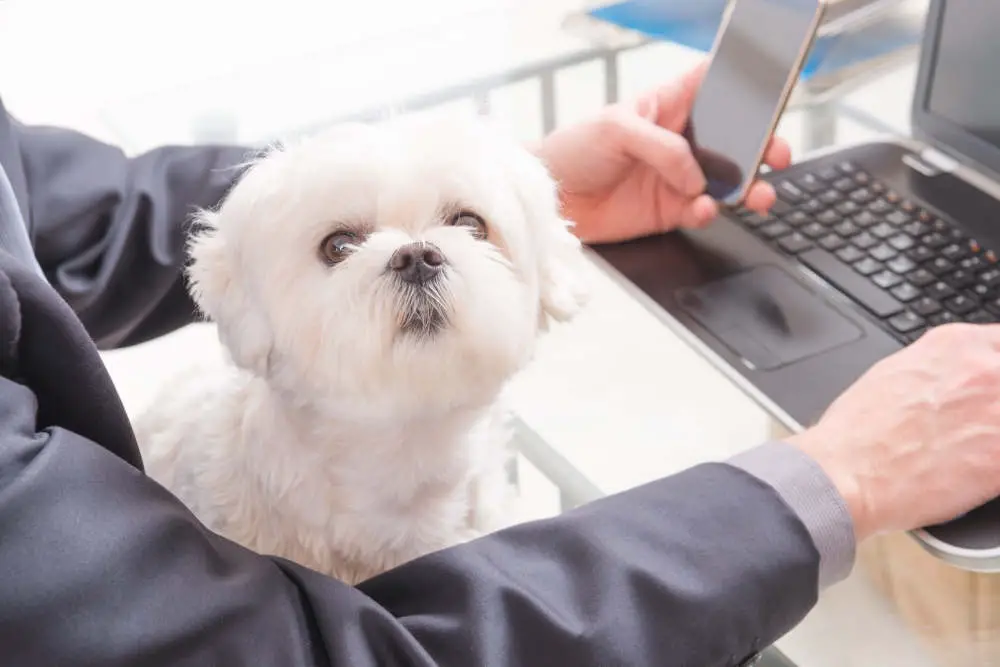 Maltese sitting in lap