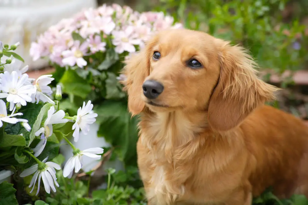 Miniature Dachshund