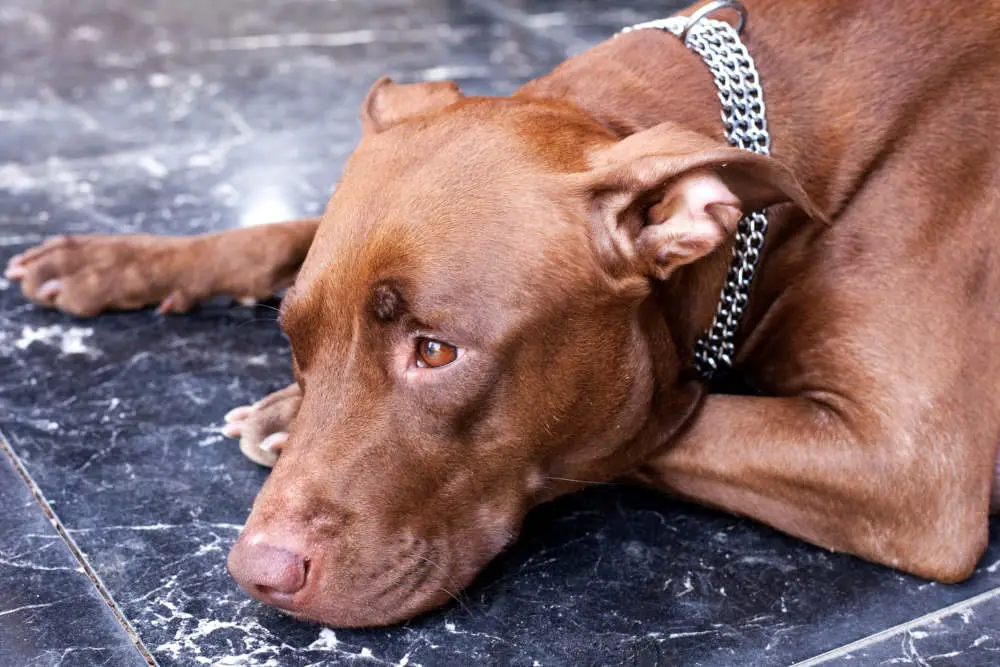 Pitbull looking sad