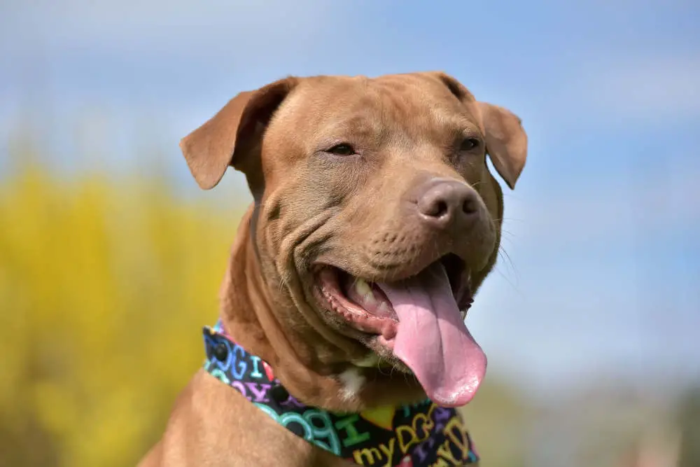 Pitbull smiling