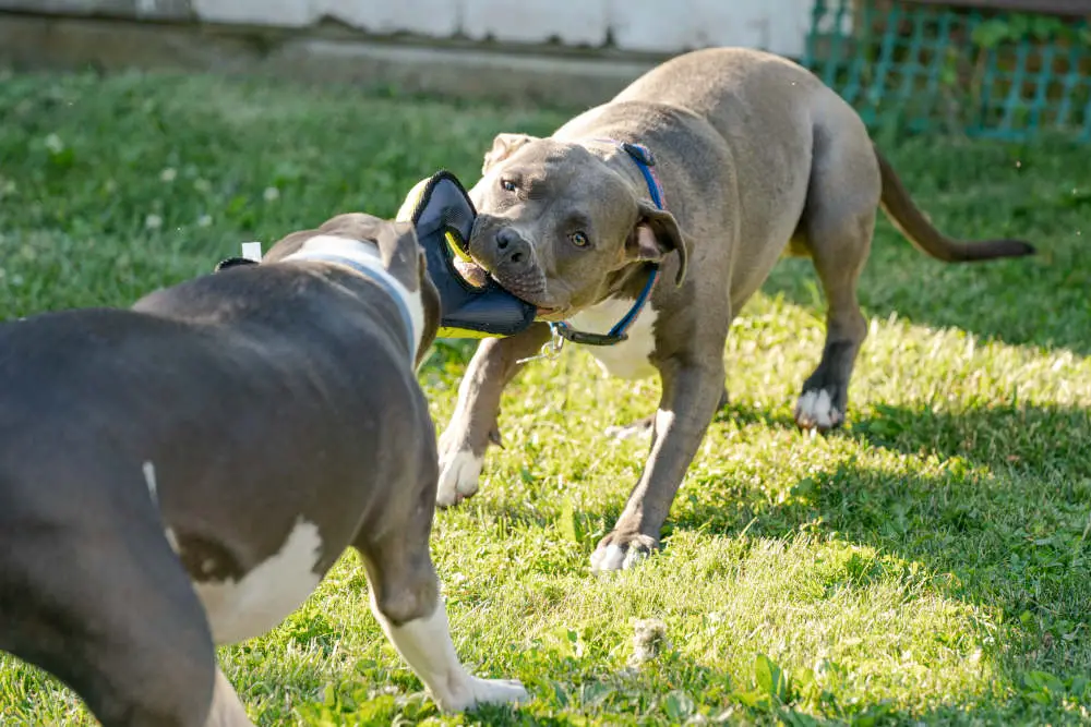 Pitbulls playing tug-o-war