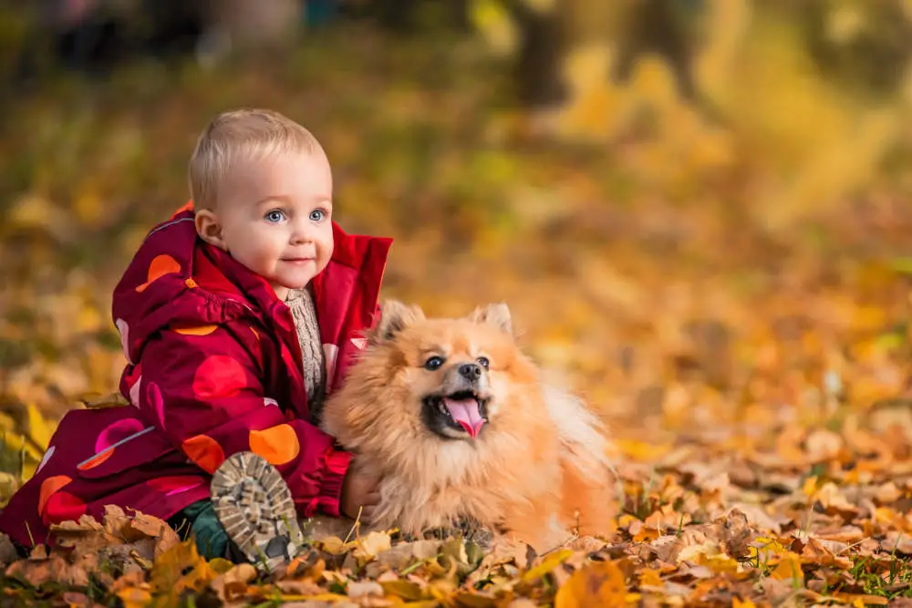 Pomeranian with baby