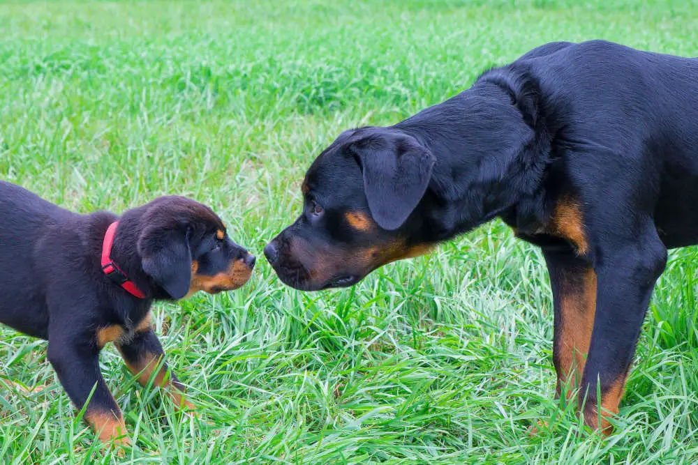 Rottweiler smelling puppy