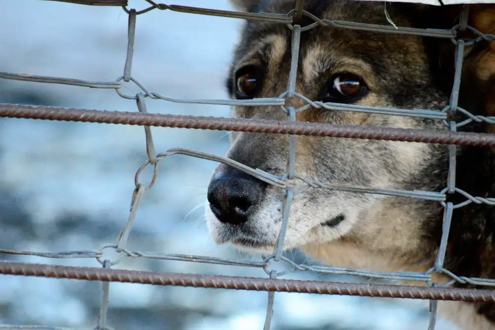 Sad dog in kennel