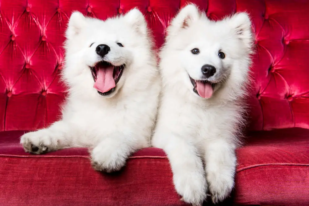 Samoyed puppies on red couch