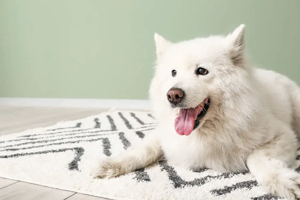 Samoyed waiting by shower