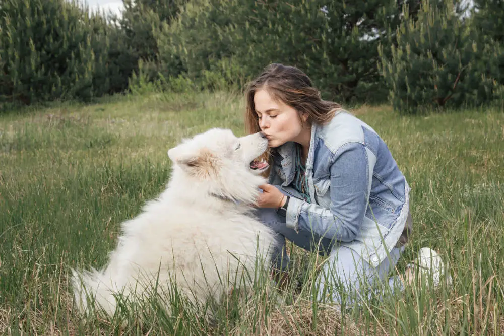 Samoyed with owner