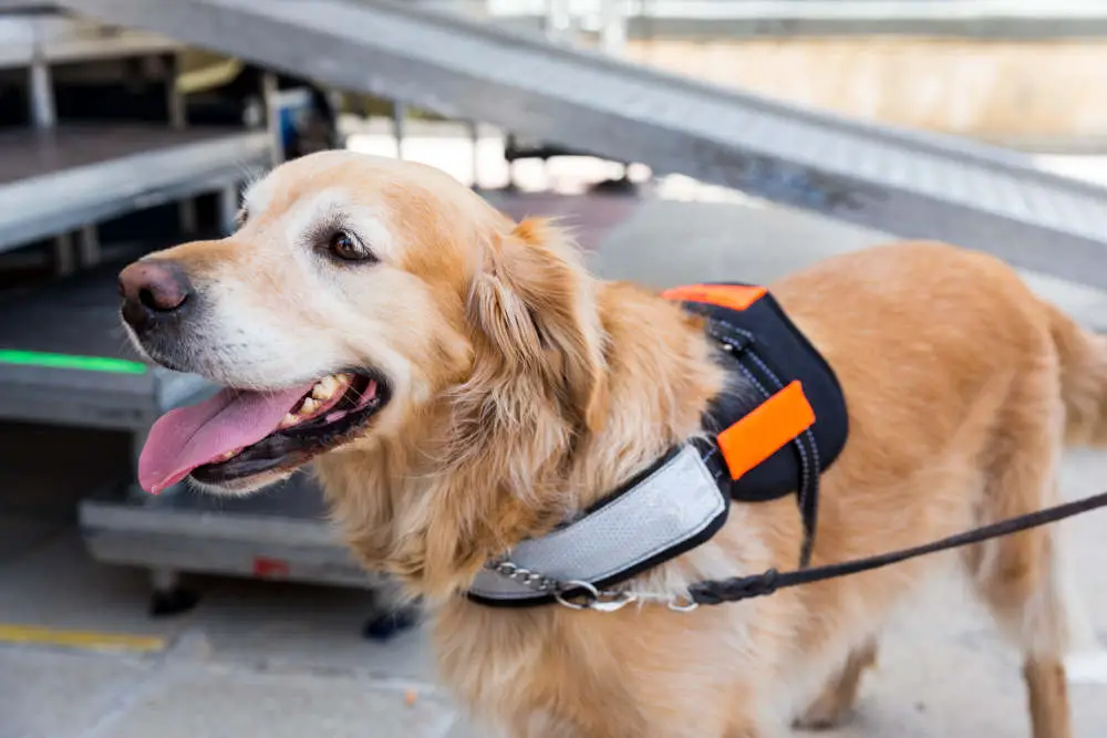 Service dog smiling