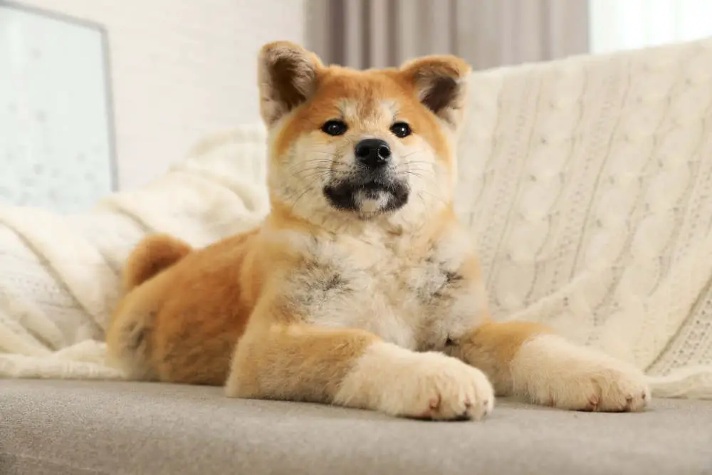 Shiba Inu on couch