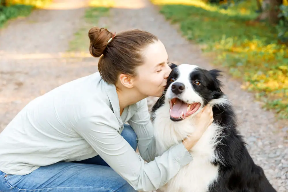 Smiling Border Collie getting love from owner