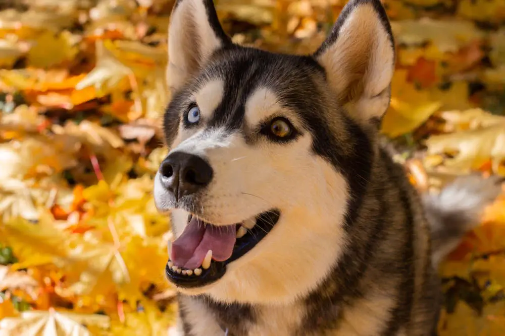 Smiling Husky in leaves