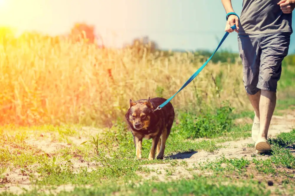 Taking dog on a walk