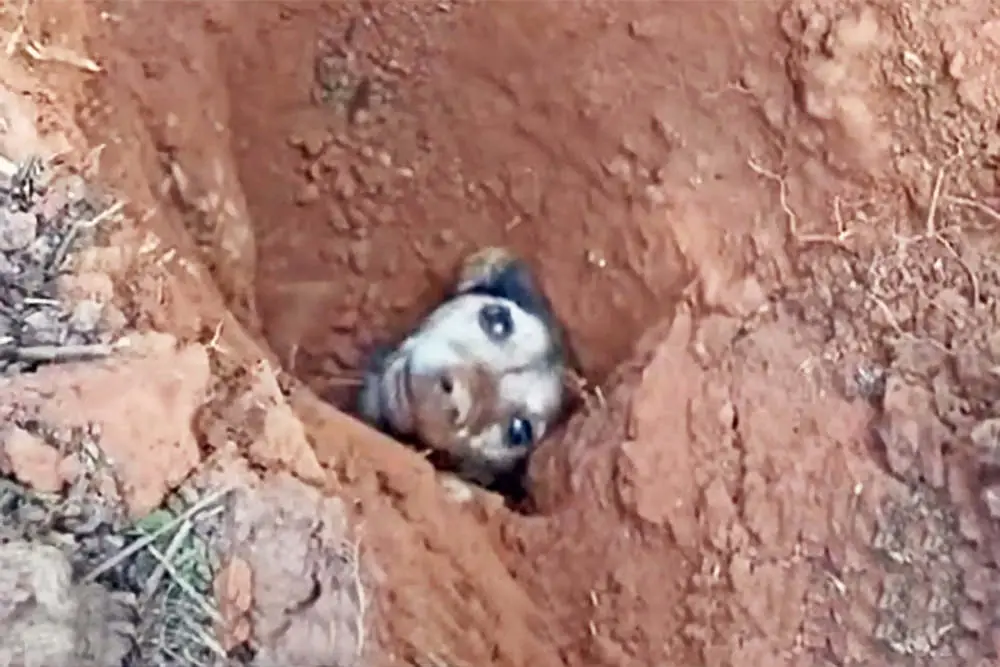 Terrier being saved from hole