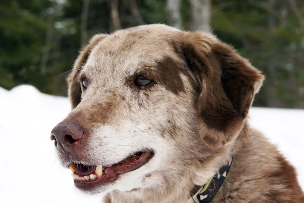 Aussie Lab mix