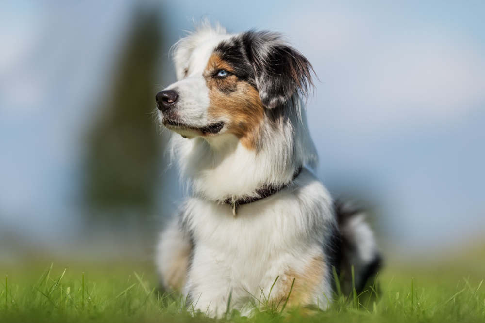 Australian Shepherd posing