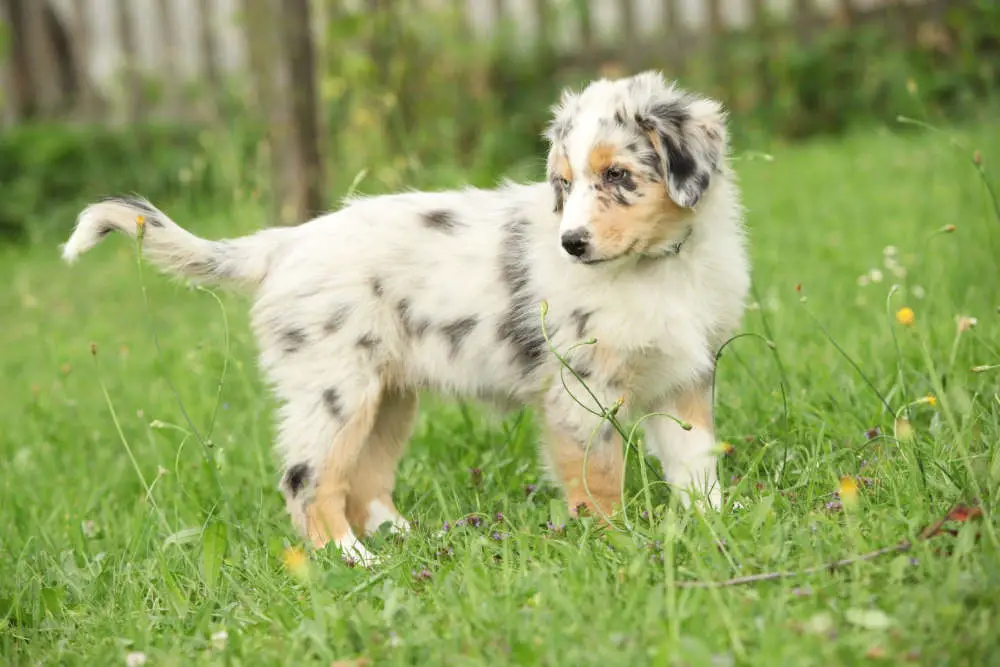 Australian Shepherd puppy