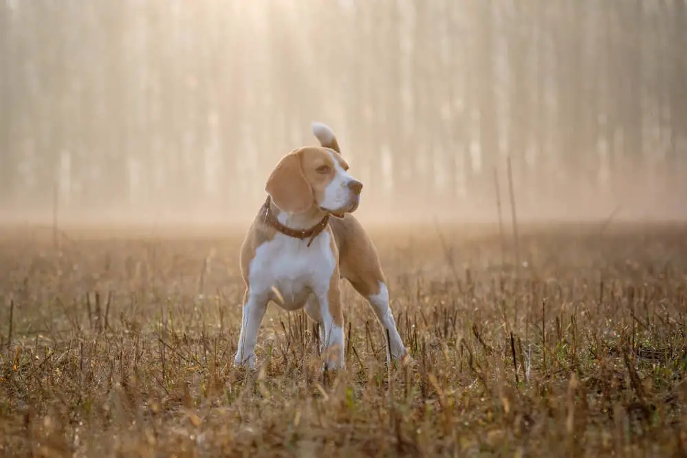 Beagle in forest