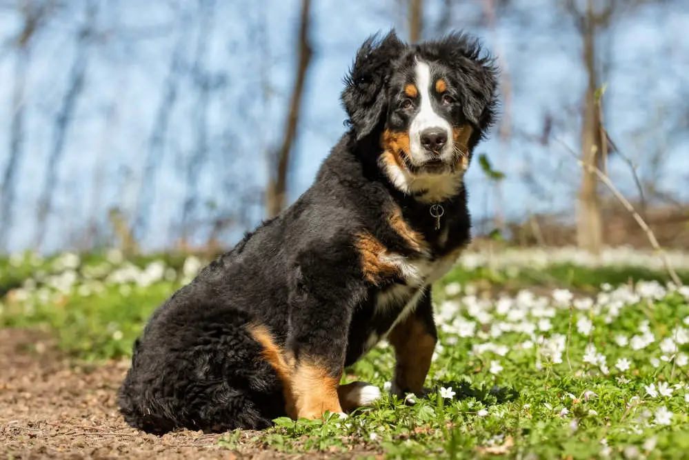 Bernese Mountain Dog