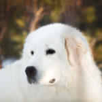 Big white fluffy dog