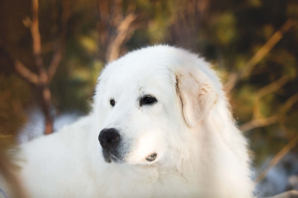 Big white fluffy dog