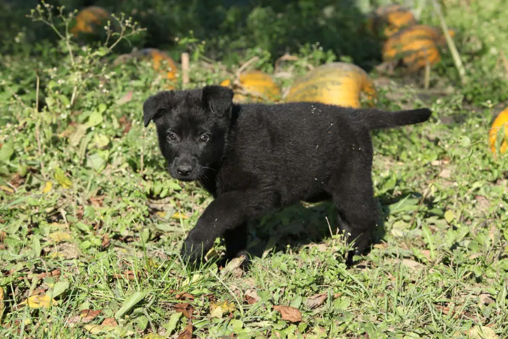 Black GSD puppy