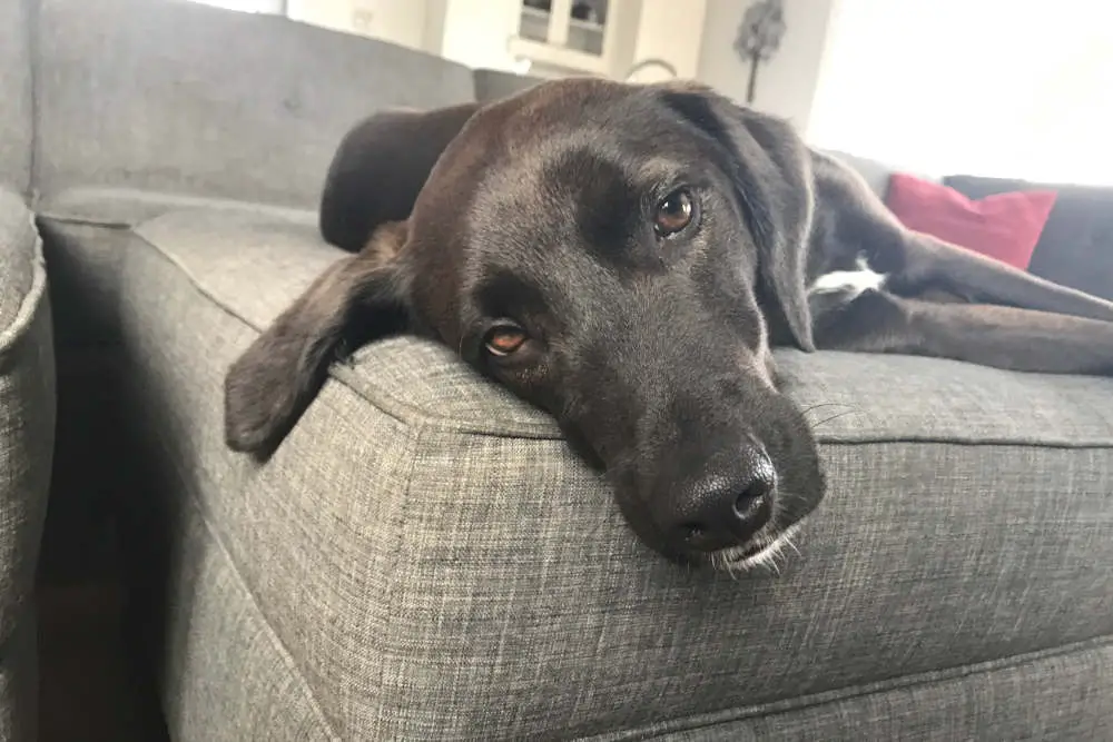 Black Lab chilling on couch