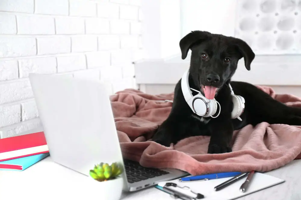 Black lab working on computer