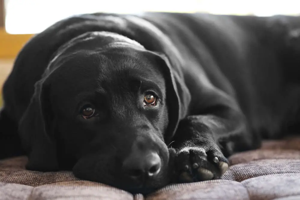 Worried black labrador