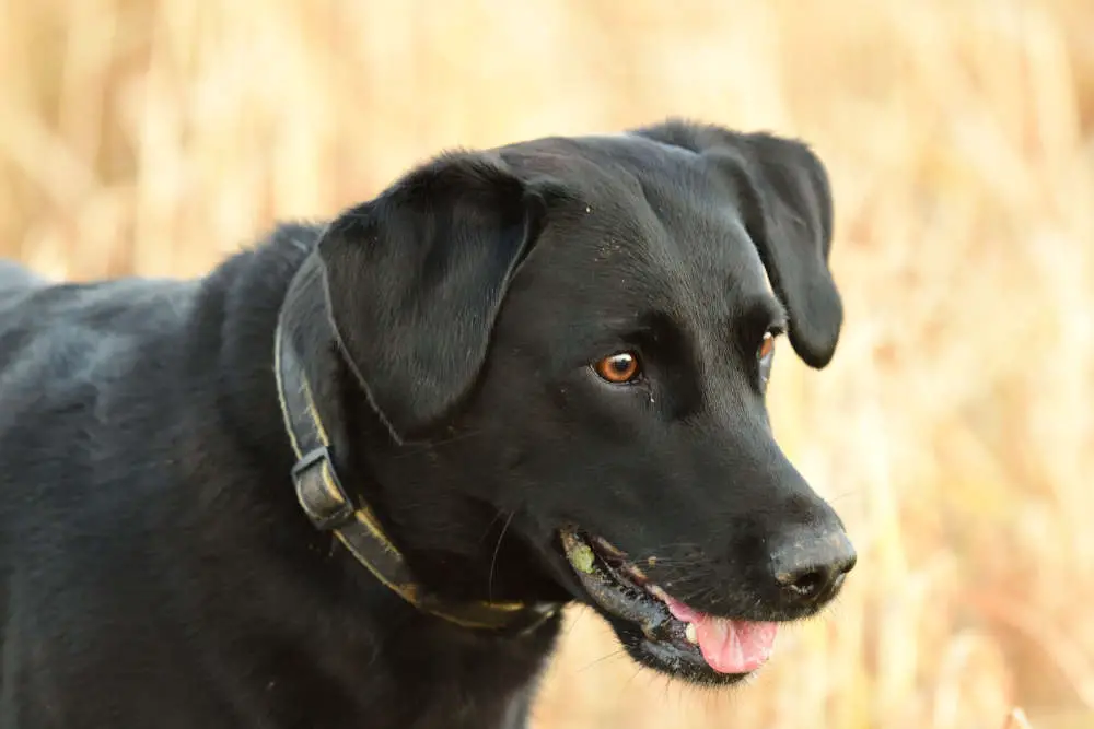 Cute Black Labrador