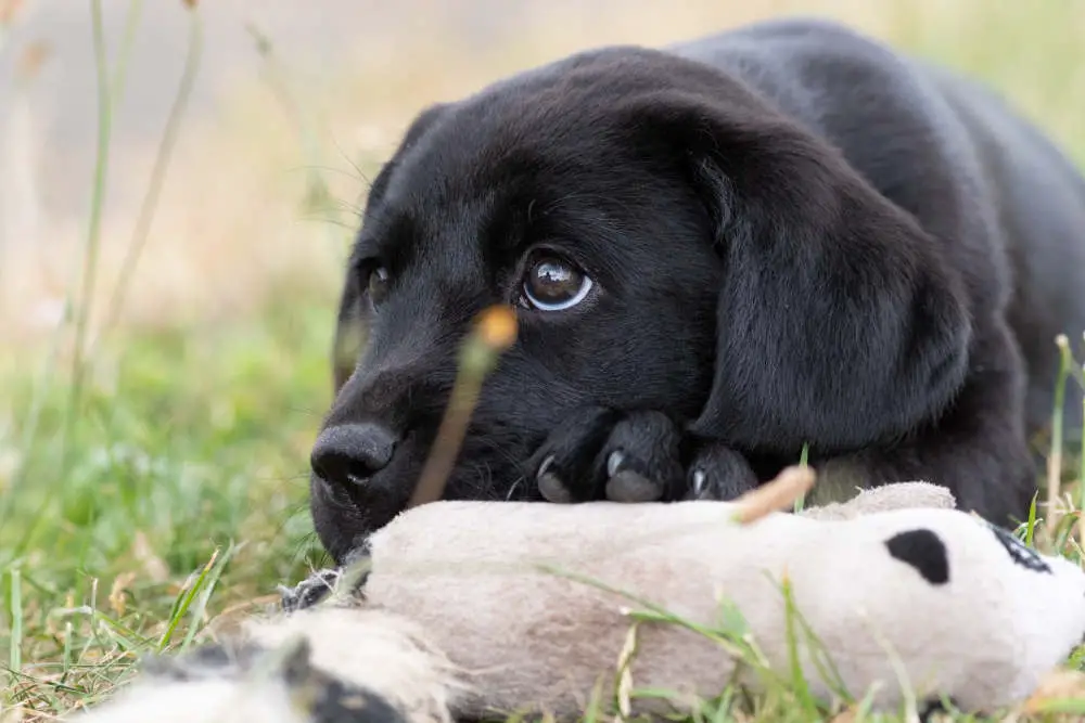 Sad black lab