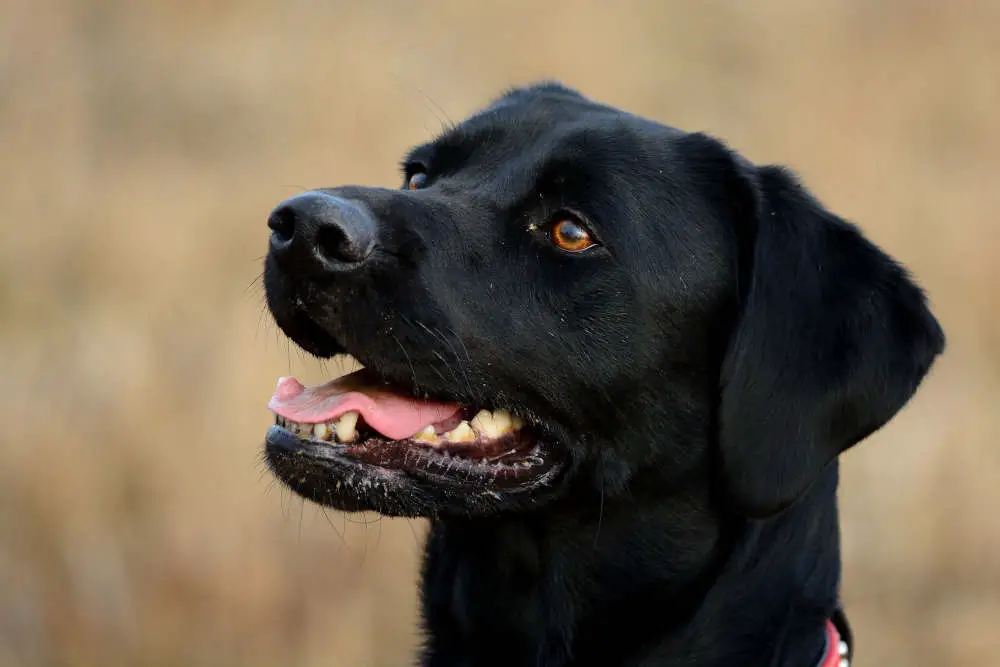 Black Labrador smiling