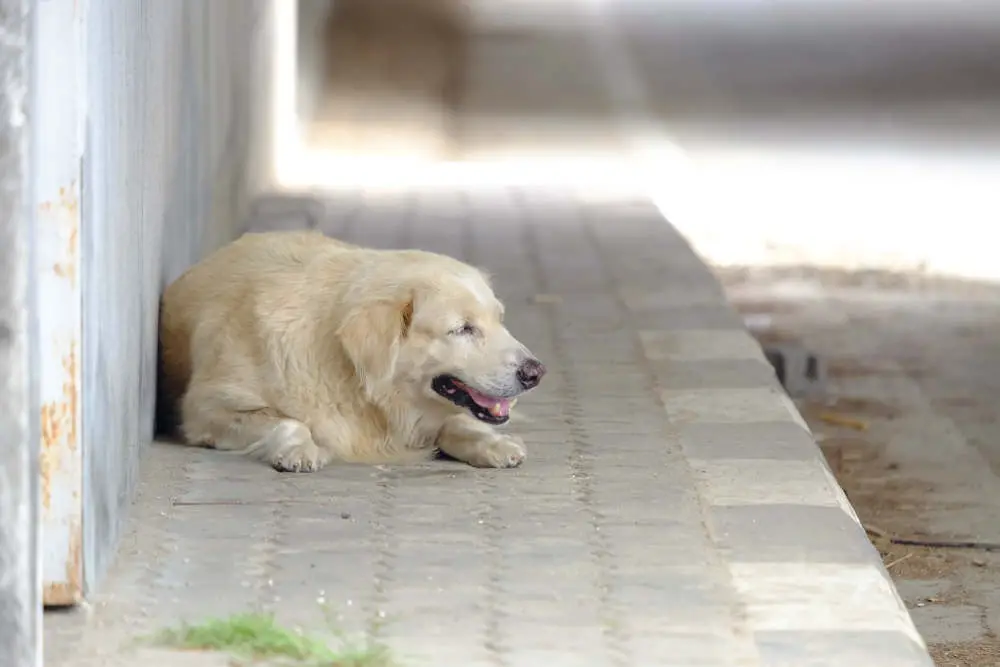 Blind dog smiling