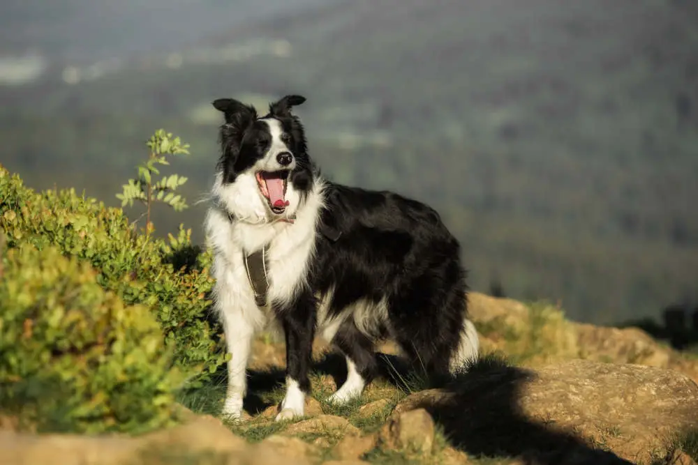 Border Collie playing outside