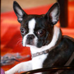 Boston Terrier’s Reaction To Owner Putting Him On A Diet Is So Funny