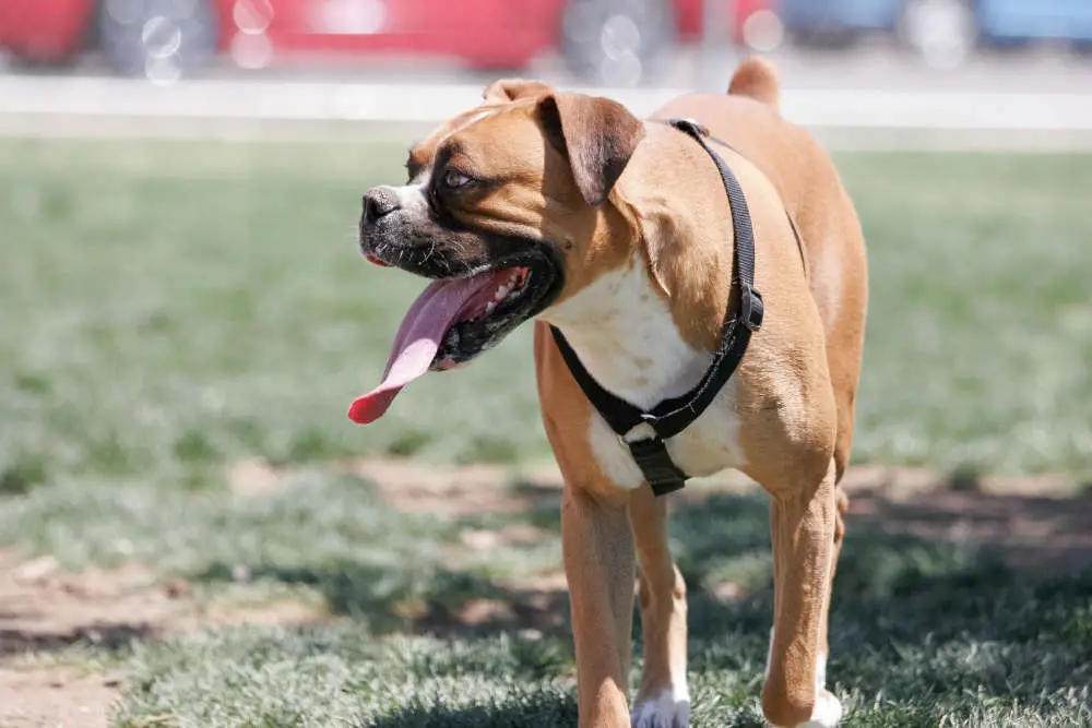 Boxer dog with long tongue