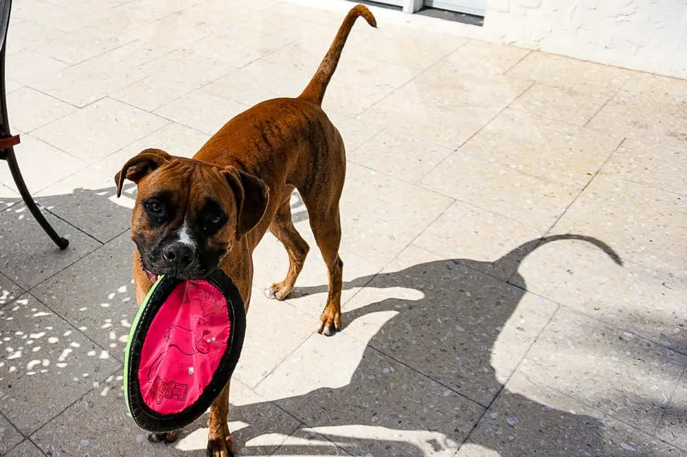Boxer with disc at pool