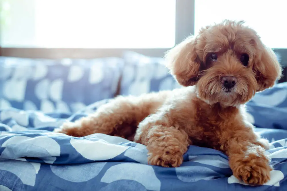 Brown poodle on blanket