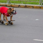 Video of Bulldog Mastering A Skateboard Will Leave You Speechless