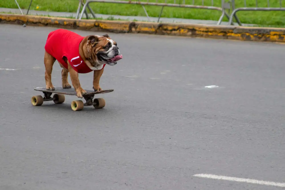 Bulldog on skateboard